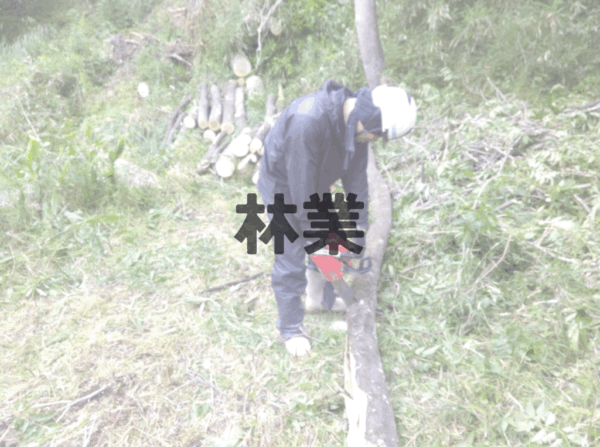 林業