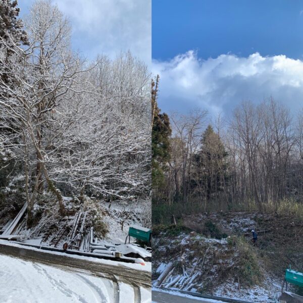 伐採